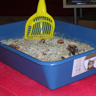 Kitty litter cake pictures best sale