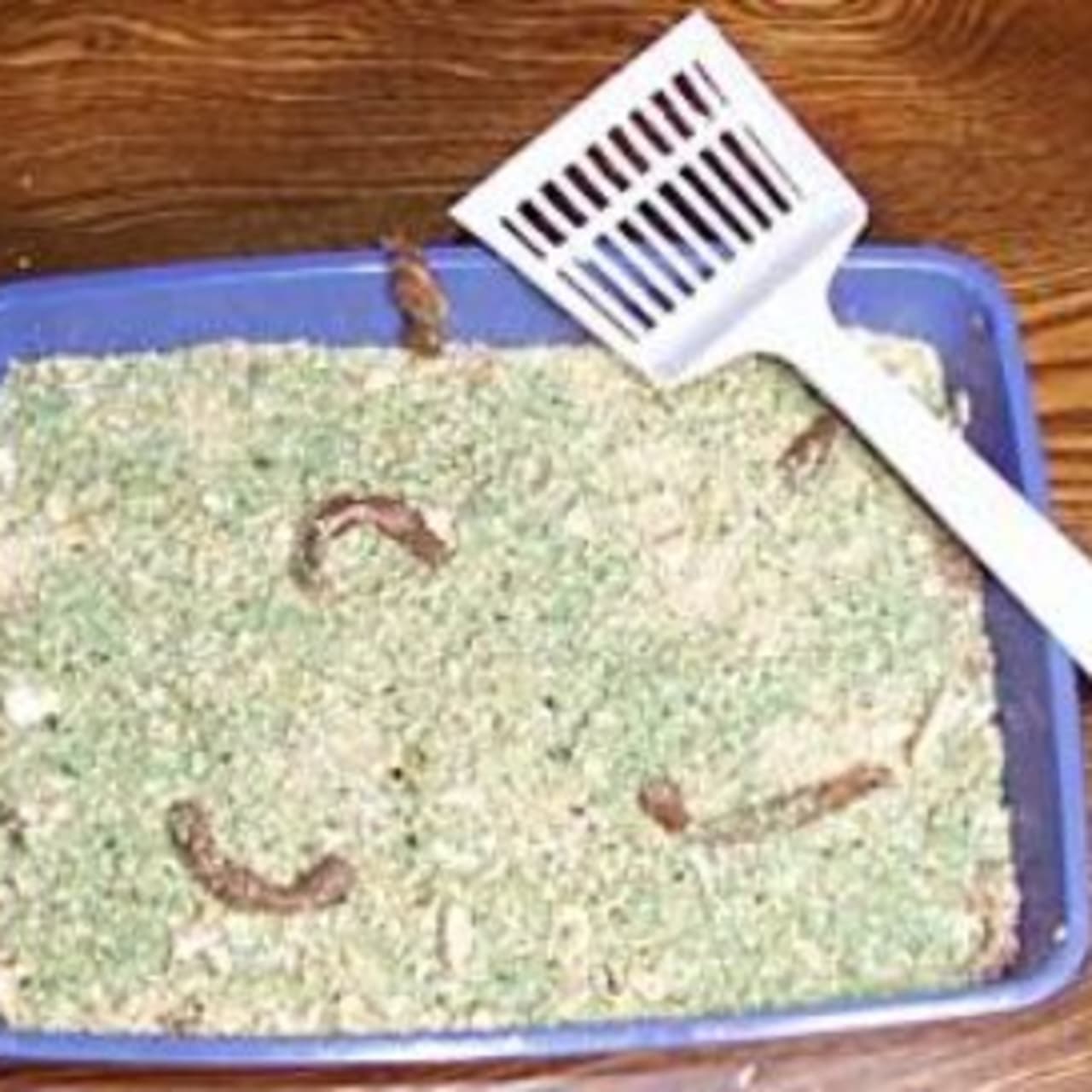 Kitty Litter Cake for Halloween