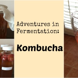 Basic Kombucha