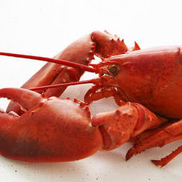 Lobster Salad with White Beans and Fresh Thyme