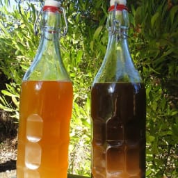 Sarsaparilla & Root Beer Kombucha