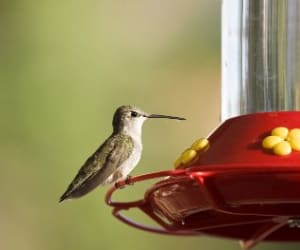 Hummingbird-Food
