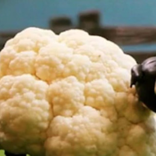 Cauliflower Sheep Recipe