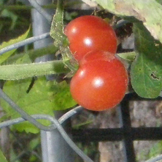 Cherry Tomato Salsa