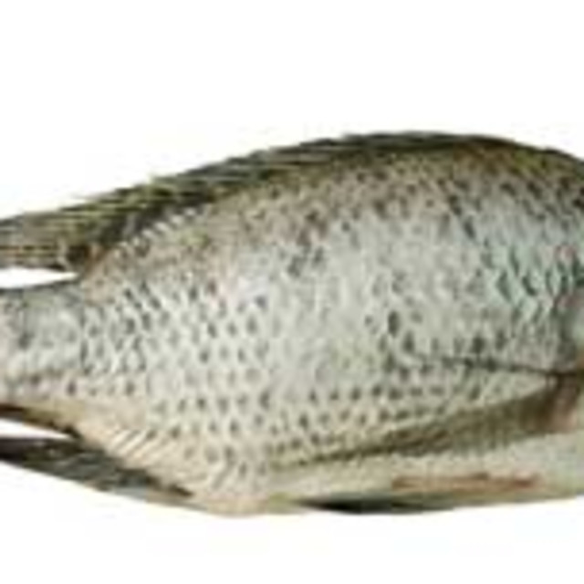 Tilapia Bigoven