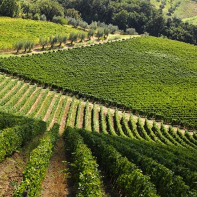 Varietal