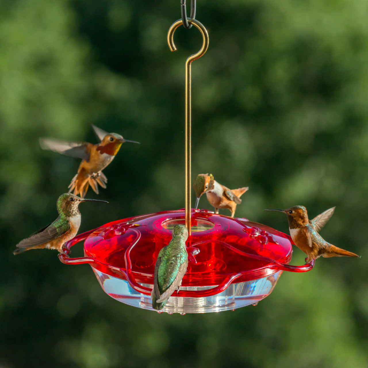 hummingbird-food-homemade