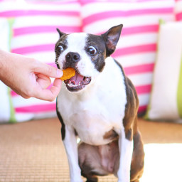 3-Ingredient Peanut Butter Pumpkin Homemade Dog Treats