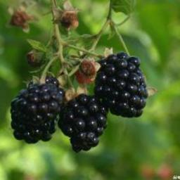 blackberry-jam-5.jpg