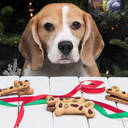 Calvin's Christmas Cookies (Dog Treats)