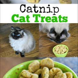 Catnip Cat Treats Recipe