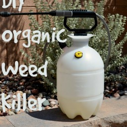 diy-organic-weed-killer-ec12b5.jpg
