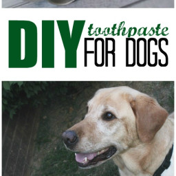 DIY Toothpaste for Dogs!