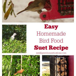 Easy Bird Suet Recipe
