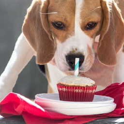 Easy Peanut Butter Cupcakes for Dogs