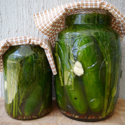 Giant dill pickles - pickled cucumber recipe
