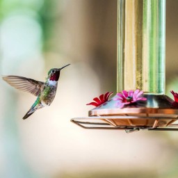 Homemade Hummingbird Food Nectar Recipe