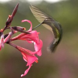 hummingbird-food-3.jpg