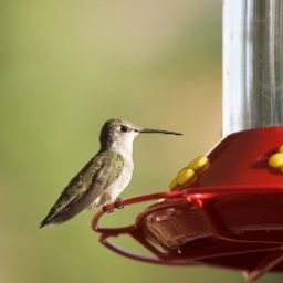 Hummingbird Food