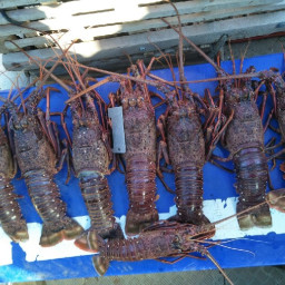 Lobster Thermidor (Crayfish)