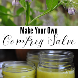 Make Your Own Comfrey Salve