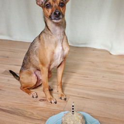 Nut-Free Dog Birthday Cake