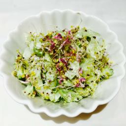 Organic cucumber, broccoli and radish sprouts salad