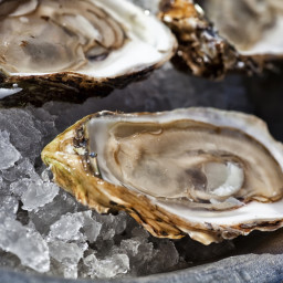 oysters-on-the-half-shell.jpg