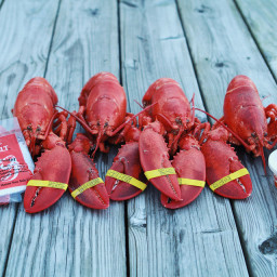 Perfectly Steamed Maine Lobster