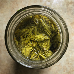 Pickled Spruce Tips Recipe