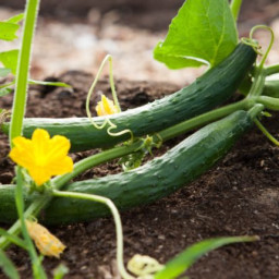 Plant to Plate- Danish Cucumber Salad – Agurkesalat