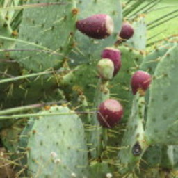 Prickly Pear Jelly: Garden to table Recipe