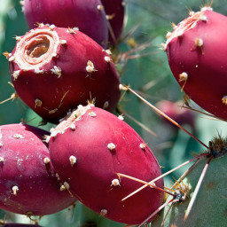 Prickly Pear Margarita with Ancho Chile Salt Recipe