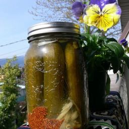 Probiotic Rich Dill Pickles 