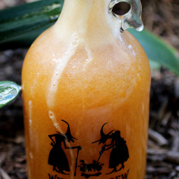 Pumpkin Juice Kombucha