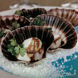 Seared scallops with harissa yoghurt and coriander