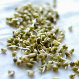 sprouting-mung-beans-moong-at-home-how-to-sprout-mung-beans-2445098.jpg