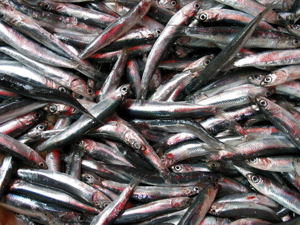 anchovies