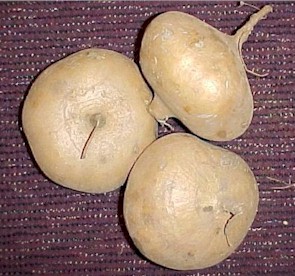 jicama