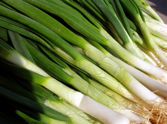 scallion