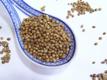 coriander