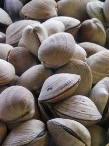 clams