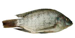 tilapia