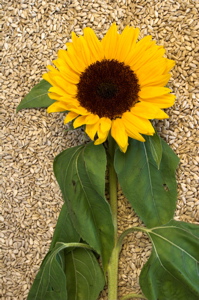 sunflower-seeds