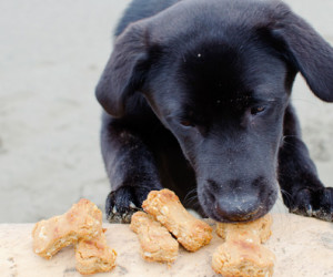 retriever peanut butter dog biscuits
