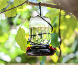 Hummingbird Food
